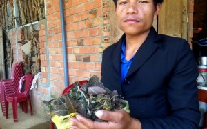 Lùng mua lá kim cương