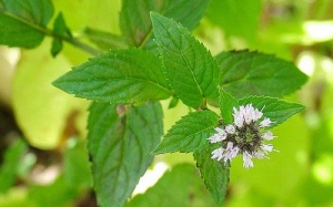 Lá cây - mỹ phẩm tuyệt vời