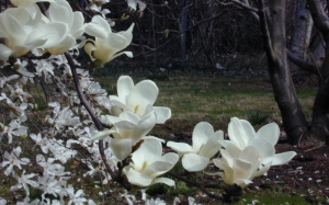 Lợi ích sức khỏe của cây mộc lan