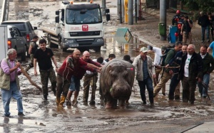 Thú dữ xổng chuồng hàng loạt sau trận lũ quét lịch sử