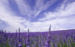 Tử vi 12 cung hoàng đạo thứ năm (18/6/2015)