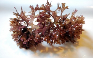 Tảo biển: Liệu pháp chữa viêm loét đại tràng từ thiên nhiên