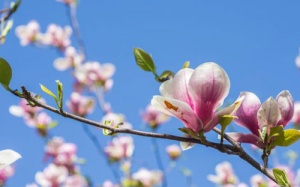 Hợp chất từ hoa mộc lan có thể trị ung thư đầu và cổ