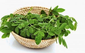 Bà bầu có nên ăn rau chùm ngây?