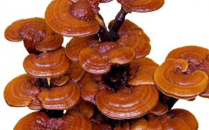 Nấm linh chi - Dược liệu quý giúp giảm cân