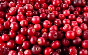 Quả nam việt quất giúp ngừa bệnh tim, đái tháo đường