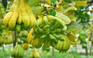 Quả phật thủ: Dược liệu quý từ thiên nhiên