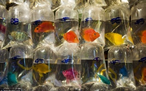 Bên trong chợ cá cảnh lớn nhất thế giới ở xứ Cảng thơm