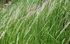 Cỏ tranh – thanh nhiệt, lợi tiểu