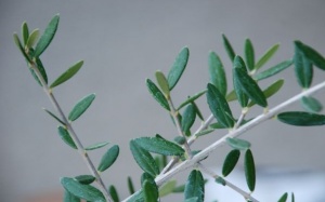 Niềm hy vọng của các bệnh nhân tim mạch