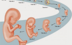 Kỳ diệu sự phát triển của thai nhi trong 3 tháng đầu tiên