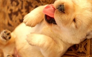 Cười ngất với những tư thế ngủ bá đạo của các cún cưng