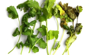Giữ tươi rau gia vị: Cách nào?