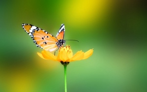 'Đừng bao giờ kỳ vọng âm đạo không có vi khuẩn gây bệnh!'