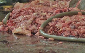 Kinh hoàng: Nội tạng lẫn phân đưa vào chế mỡ bán cho nhà hàng