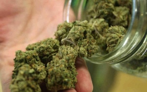 Trị gãy xương đùi bằng cần sa