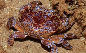 Những loài cua lạ gây ngộ độc