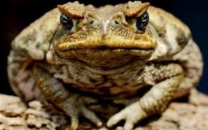 4 người bị ngộ độc do ăn cóc nướng, 1 người tử vong