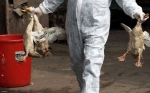 Chưa có bằng chứng virus cúm A(H7N9) lây từ người sang người