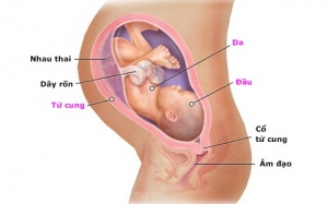 Thai nhi quay đầu khi nào?