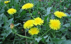 Lợi ích sức khỏe cuả bồ công anh