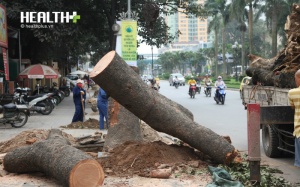 Vụ chặt hạ 6.700 cây xanh: Số gỗ bán được hơn 1 tỷ đồng