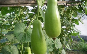 5 lý do bạn nên ăn quả bầu