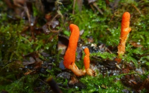 Đông trùng hạ thảo Việt Nam: Tự nuôi trồng để phòng trừ bệnh