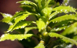 Thạch tùng răng - Hướng đi mới trong điều trị bệnh Alzheimer