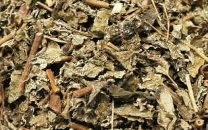 Bệnh nhân tử vong do suy gan nặng: Nghi do uống chè dây
