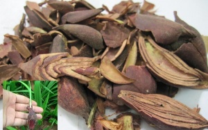 Sâm đại hành có chữa được ung thư máu?