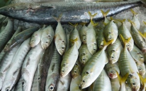 3 nguyên tắc nhận biết cá ướp hàn the, urê