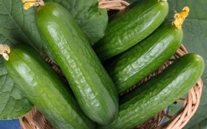 Dưa chuột 'cống hiến' trọn đời như thế nào?