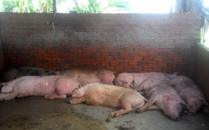 Hoang mang đi chợ ăn gì cho an toàn?