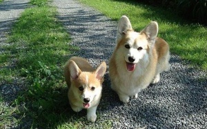 Bộ ảnh siêu đáng yêu về 'bản sao nhí' của động vật