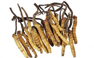 Đông trùng hạ thảo khác nhộng trùng thảo thế nào?