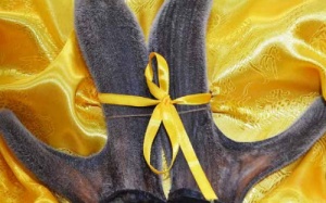 Công dụng của nhung hươu trong 'Tứ đại danh dược'