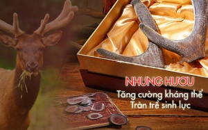 Pantocrin - Chiết xuất quý từ nhung hươu