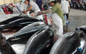 Ăn cá ngừ: Bổ nhưng đôi khi cũng khổ