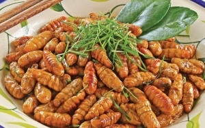 Công dụng và tác hại của nhộng tằm: Bạn cần biết để tránh