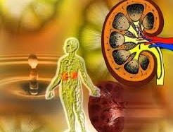 Không dùng Nitrofurantoin cho bệnh nhân suy thận