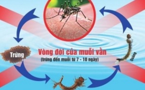 Dịch sốt xuất huyết đang có chiều hướng tiếp tục tăng nhanh