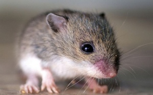Chuột 'siêu thông minh' giúp chữa bệnh thần kinh ở người
