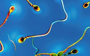 Quần lót thông minh giúp bảo vệ tinh trùng