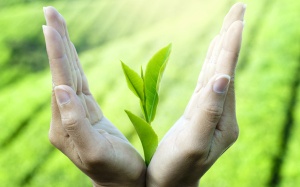 Giảm nguy cơ ung thư ruột kết nhờ uống trà xanh