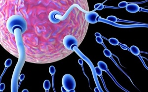 Cách tăng số lượng tinh trùng và cải thiện khả năng sinh sản