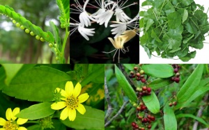 Tiêu độc, mát gan nhờ các thảo dược tự nhiên