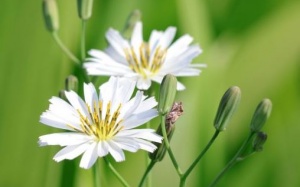 Lợi ích sức khỏe của rau diếp đắng núi