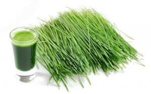 Cỏ lúa mì thực phẩm tuyệt vời cho sức khỏe