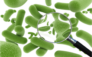 Bạn biết gì về lợi ích của probiotics?